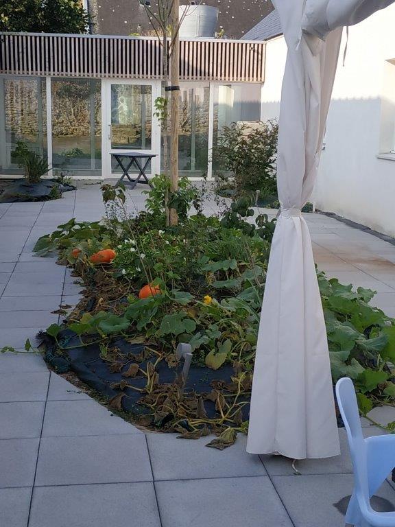 Patio intérieur avec un potager de citrouilles, vu depuis la terrasse